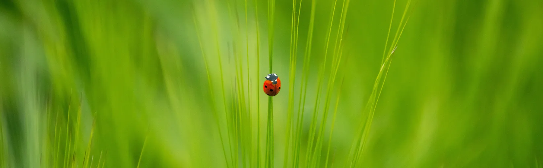 Marienkäfer zentriert im grünen Gras - interessante Aufnahme